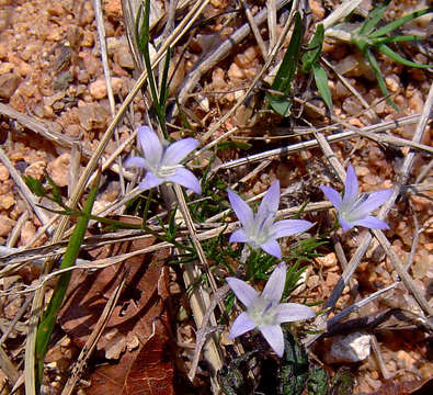 Wahlenbergia denticulata (Burch.) A. DC. resmi