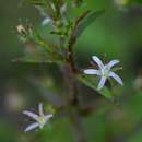 Sivun Wahlenbergia erecta (Roth ex Schult.) Tuyn kuva