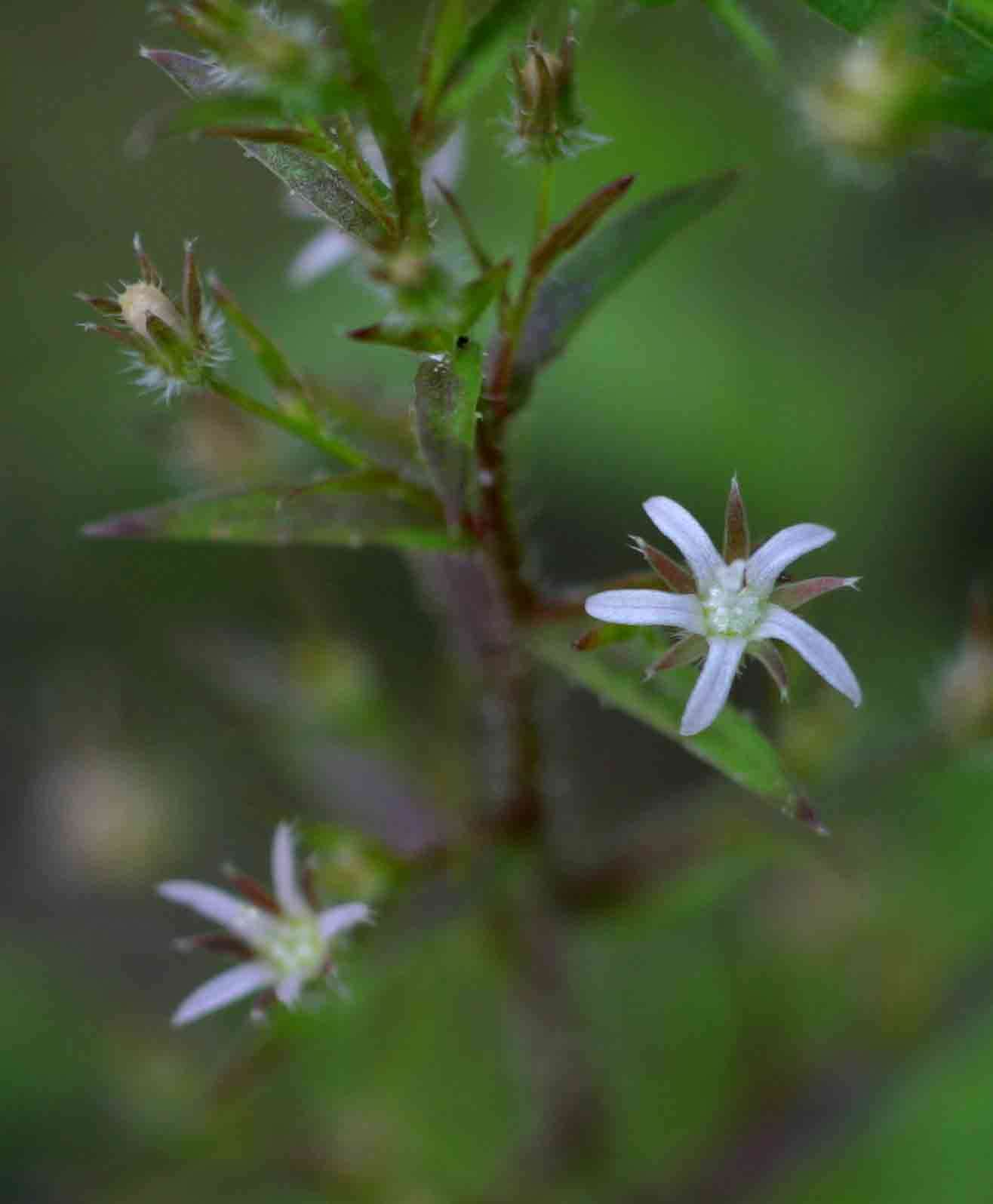 Image of Wahlenbergia erecta (Roth ex Schult.) Tuyn