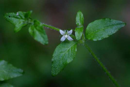 Image of Wahlenbergia madagascariensis A. DC.