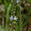 Image of Wahlenbergia napiformis (A. DC.) Thulin