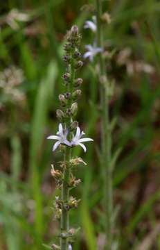 Sivun Wahlenbergia napiformis (A. DC.) Thulin kuva