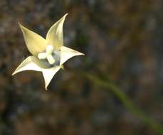 Image of Wahlenbergia undulata (L. fil.) A. DC.