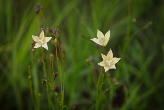 Imagem de Wahlenbergia undulata (L. fil.) A. DC.