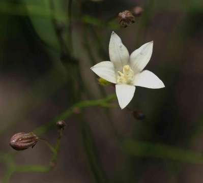 Image of Wahlenbergia virgata Engl.