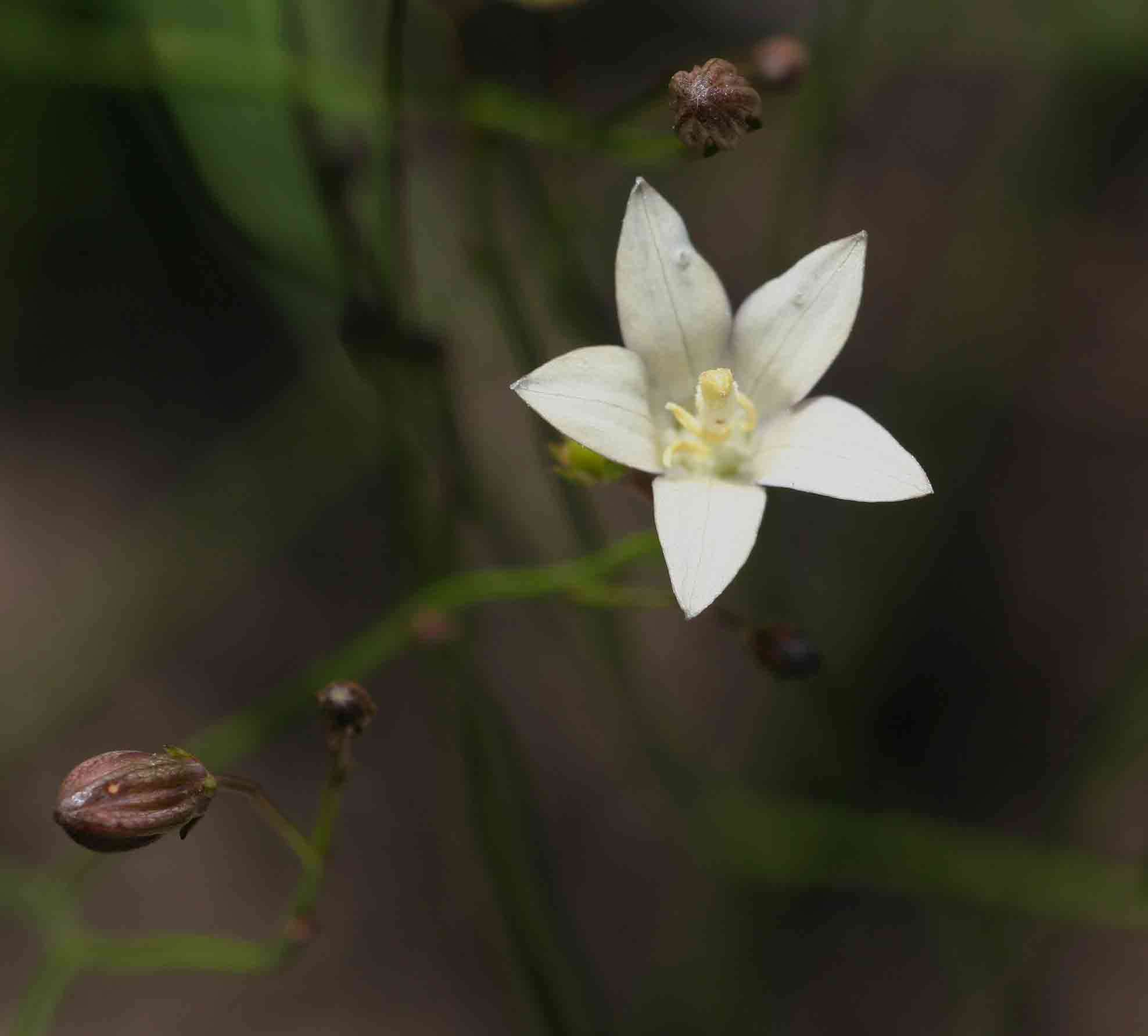 Image of Wahlenbergia virgata Engl.