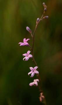 Image of Cyphia alba N. E. Br.