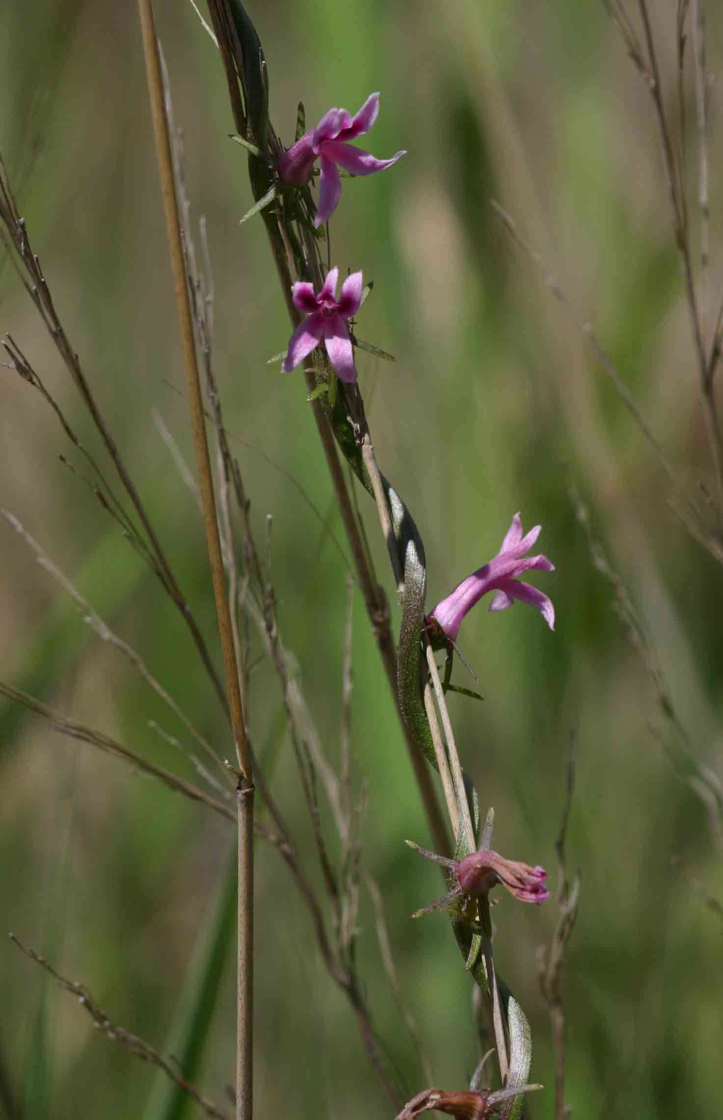 Слика од Cyphia mazoensis S. Moore