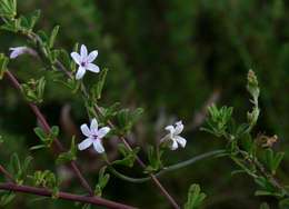 Слика од Cyphia mazoensis S. Moore