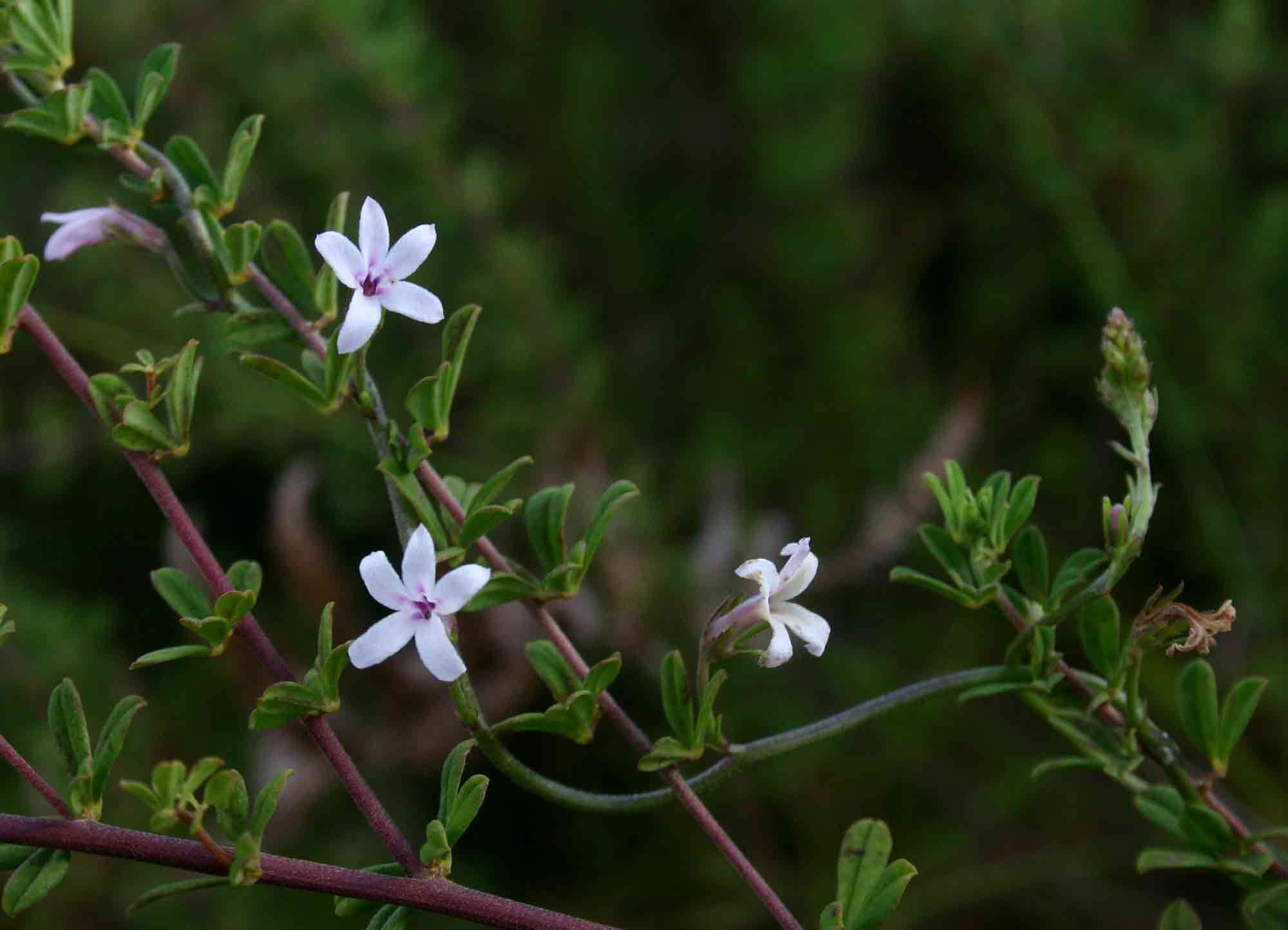 Слика од Cyphia mazoensis S. Moore