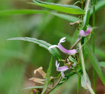 Слика од Cyphia mazoensis S. Moore