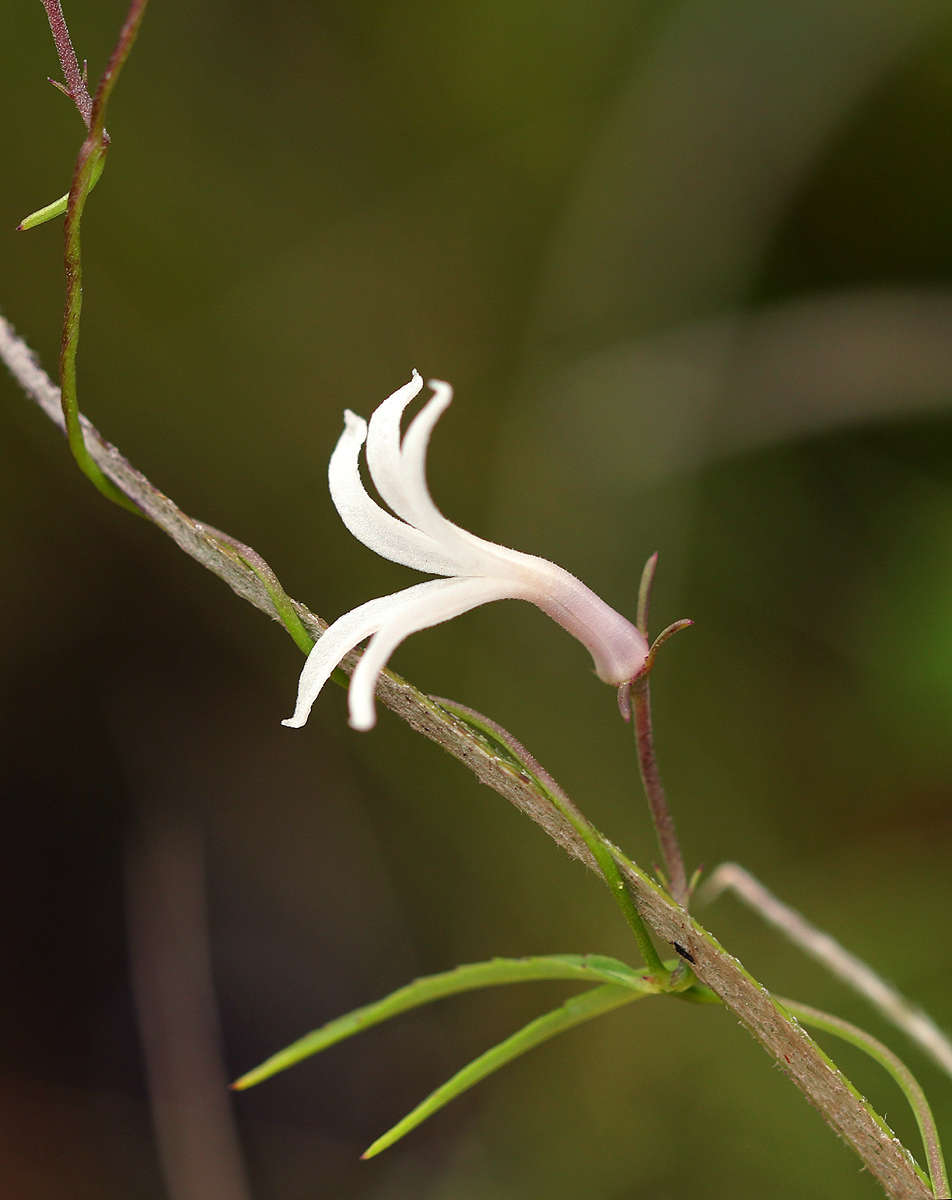 Слика од Cyphia mazoensis S. Moore