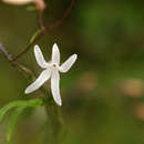 Image of Cyphia mazoensis S. Moore