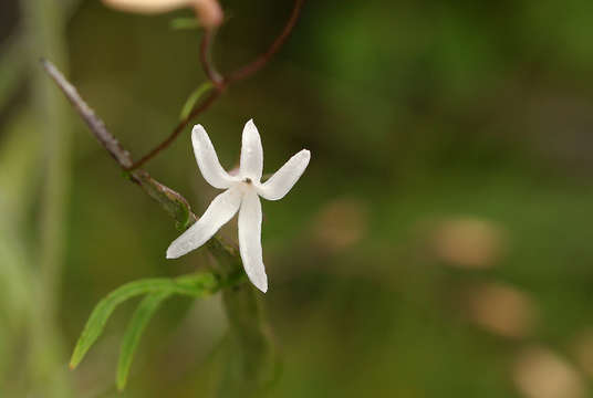 Image of Cyphia mazoensis S. Moore