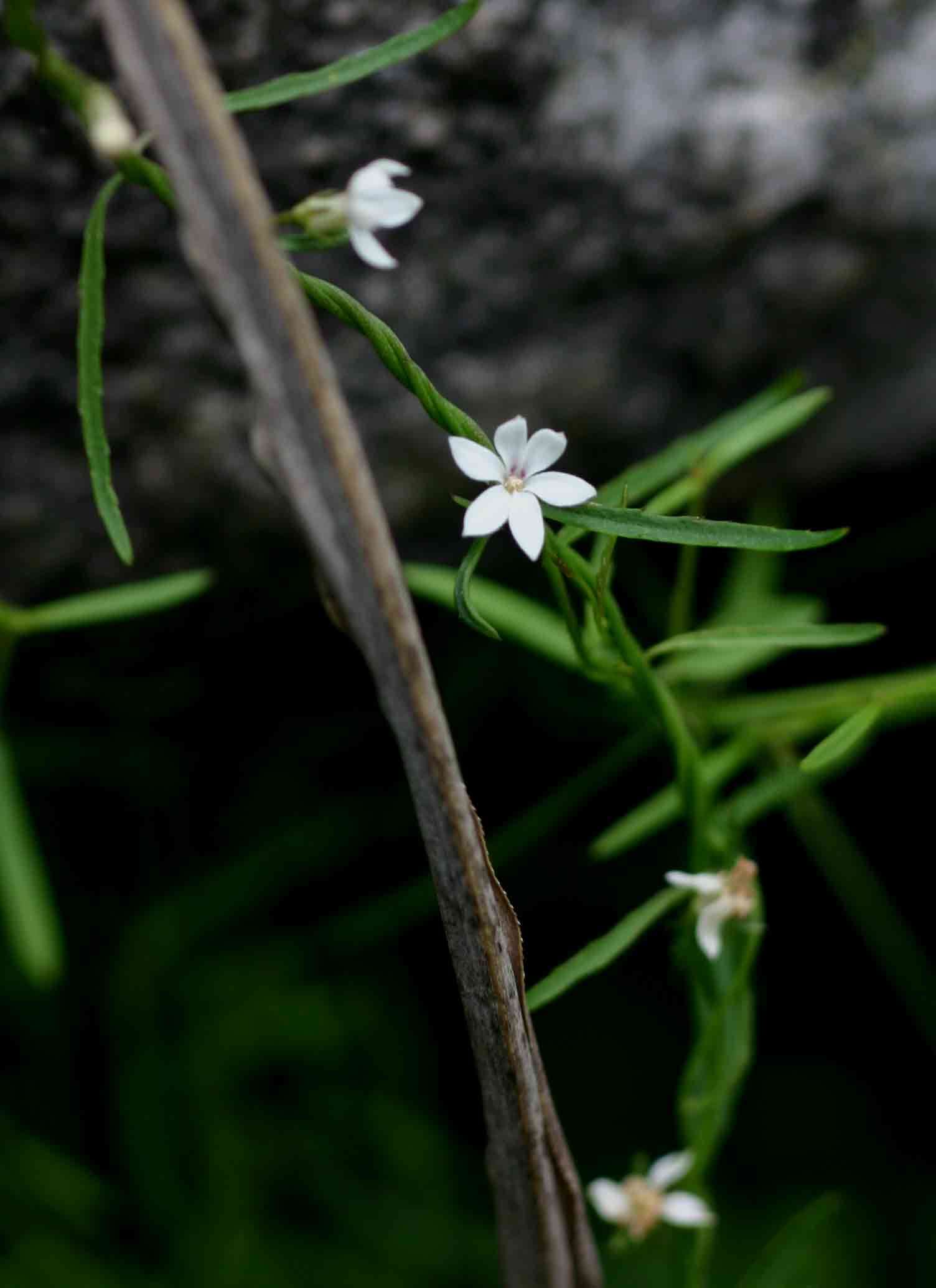 Слика од Cyphia reducta E. Wimm.