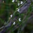 Cyphia reducta E. Wimm.的图像