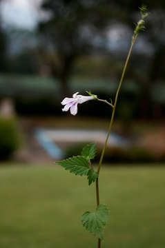 Image of Lobelia baumannii Engl.