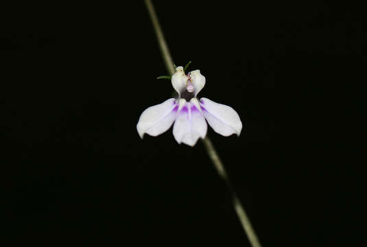 Image of Lobelia baumannii Engl.