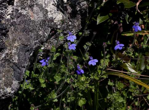 Image de Lobelia cobaltica S. Moore