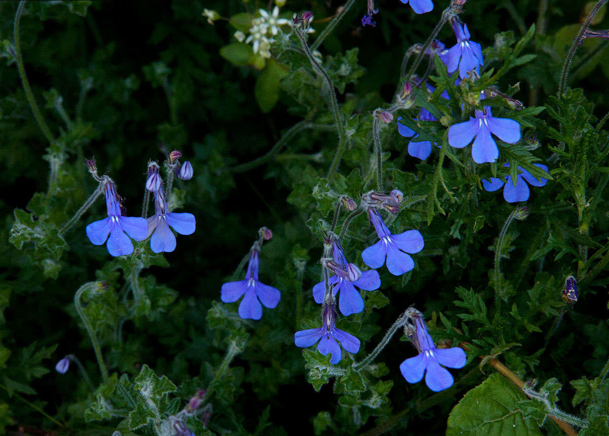 Image of Lobelia cobaltica S. Moore