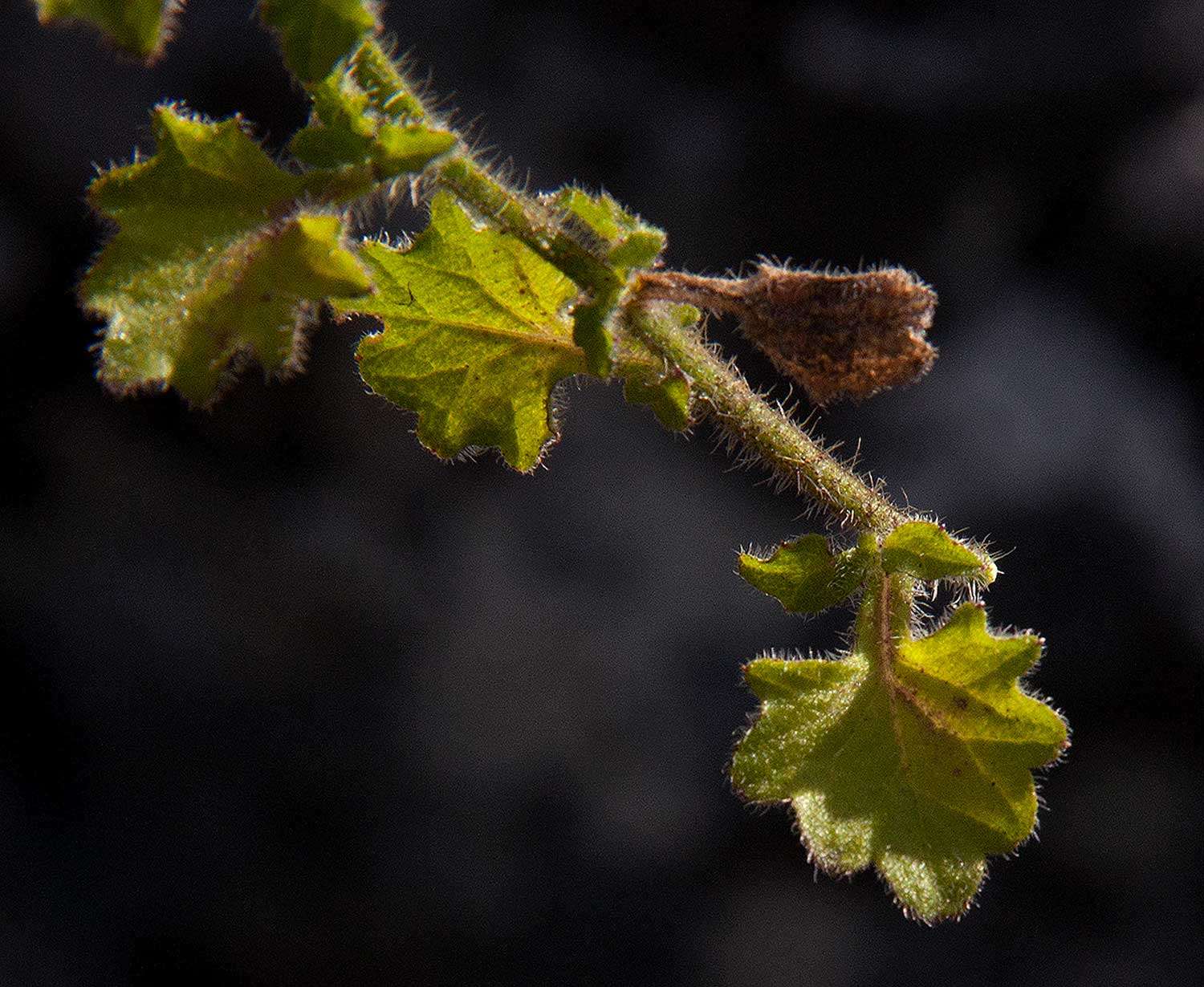 Image of Lobelia cobaltica S. Moore