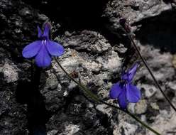 Image of Lobelia cobaltica S. Moore