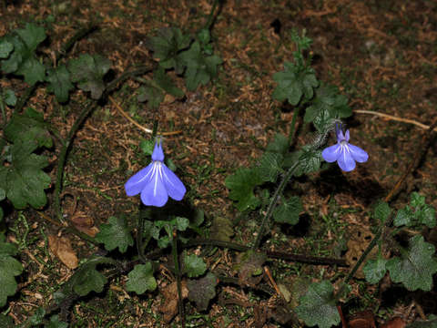 Image of Lobelia cobaltica S. Moore