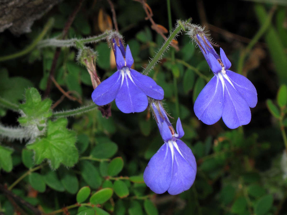 Image of Lobelia cobaltica S. Moore