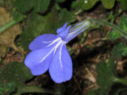 Image de Lobelia cobaltica S. Moore