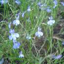 Слика од Lobelia erinus L.