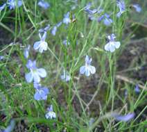 Image of lobelia