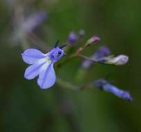 Image of lobelia