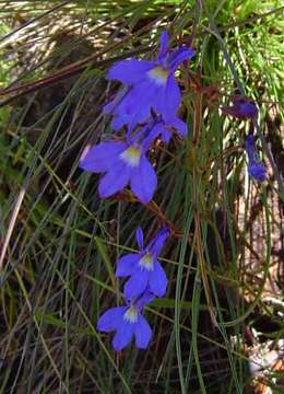 Image of lobelia