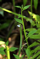 Image de Lobelia fervens Thunb.