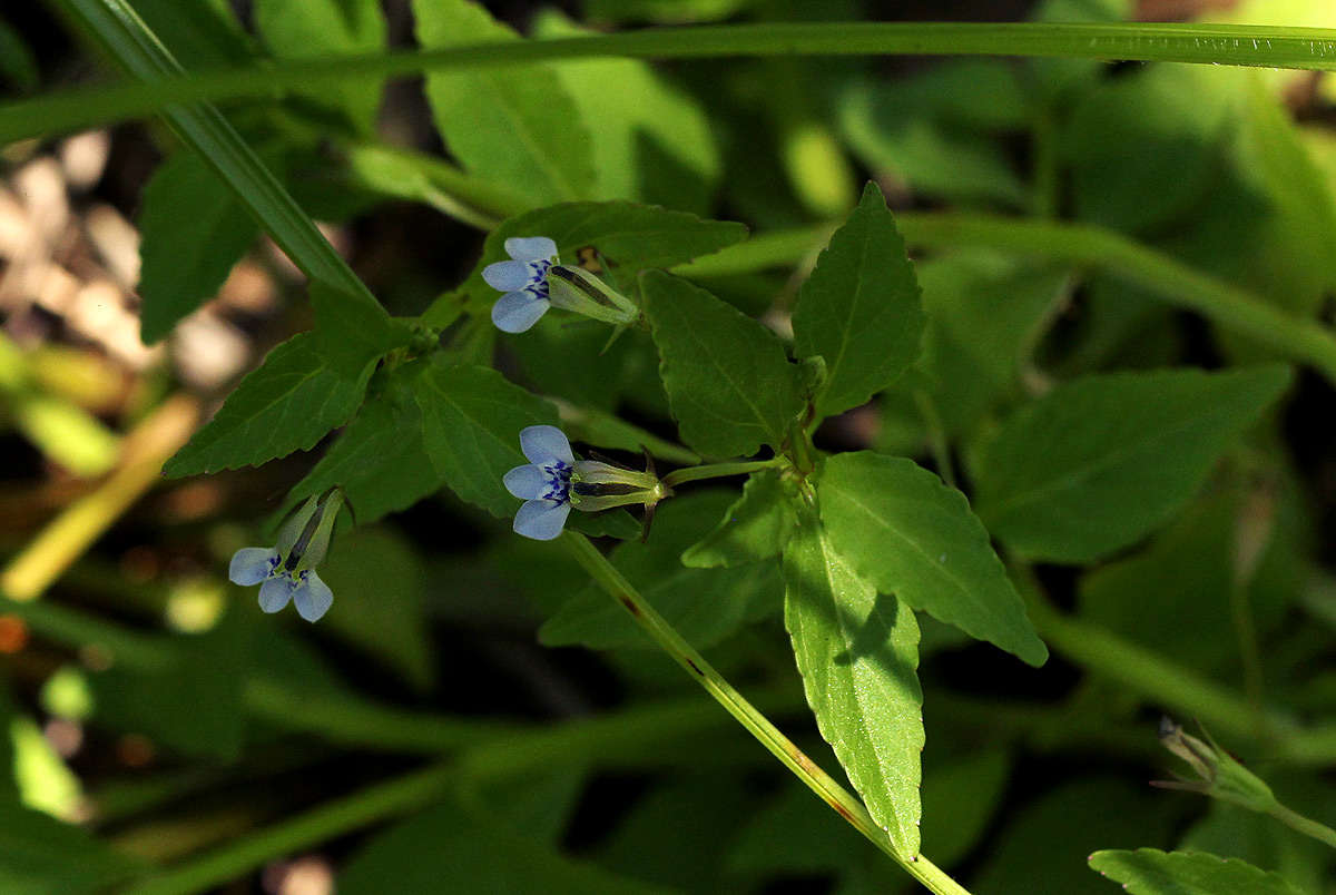 Image of Lobelia fervens Thunb.