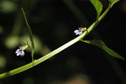 Image de Lobelia fervens Thunb.