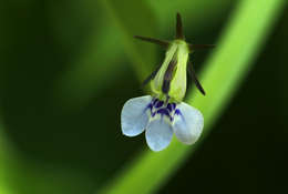 Image de Lobelia fervens Thunb.