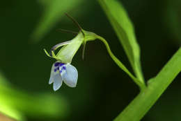 Image de Lobelia fervens Thunb.