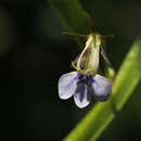 Image de Lobelia fervens subsp. fervens