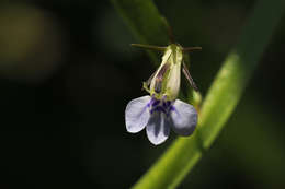 Image of Lobelia fervens Thunb.