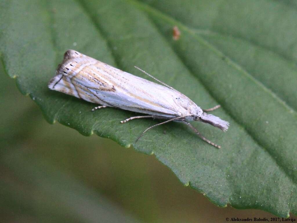 Image of Crambus uliginosellus Zeller 1850