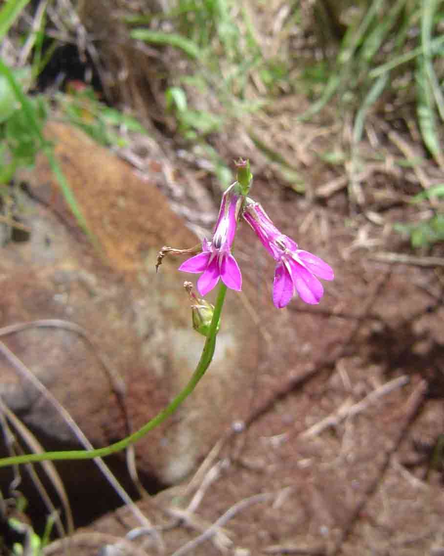 Plancia ëd Lobelia goetzei Diels