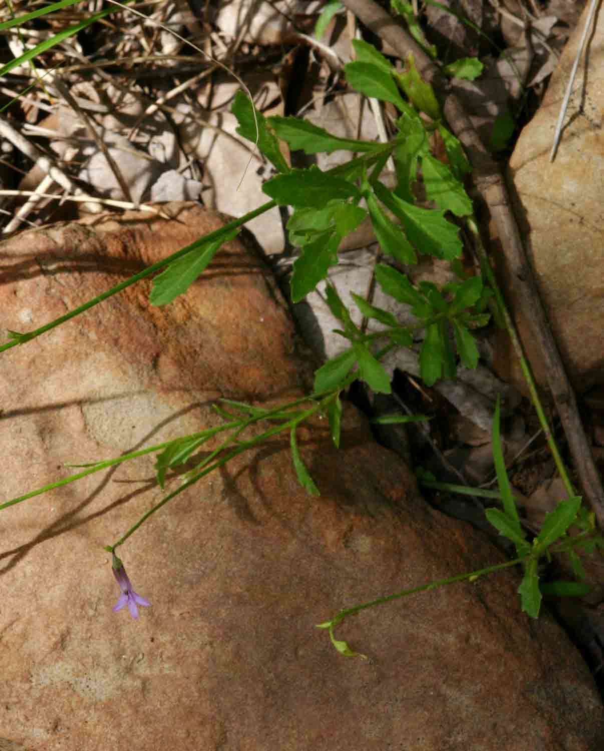 Plancia ëd Lobelia goetzei Diels