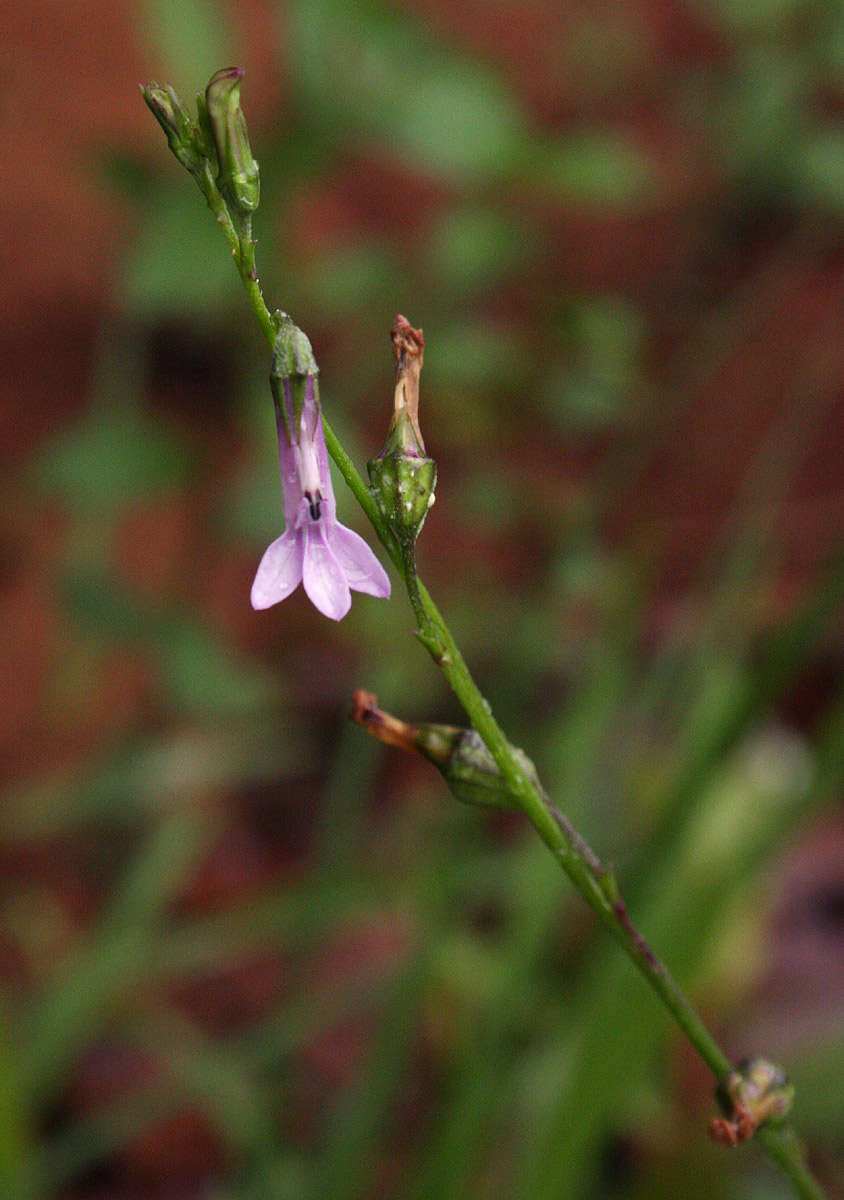 Plancia ëd Lobelia goetzei Diels