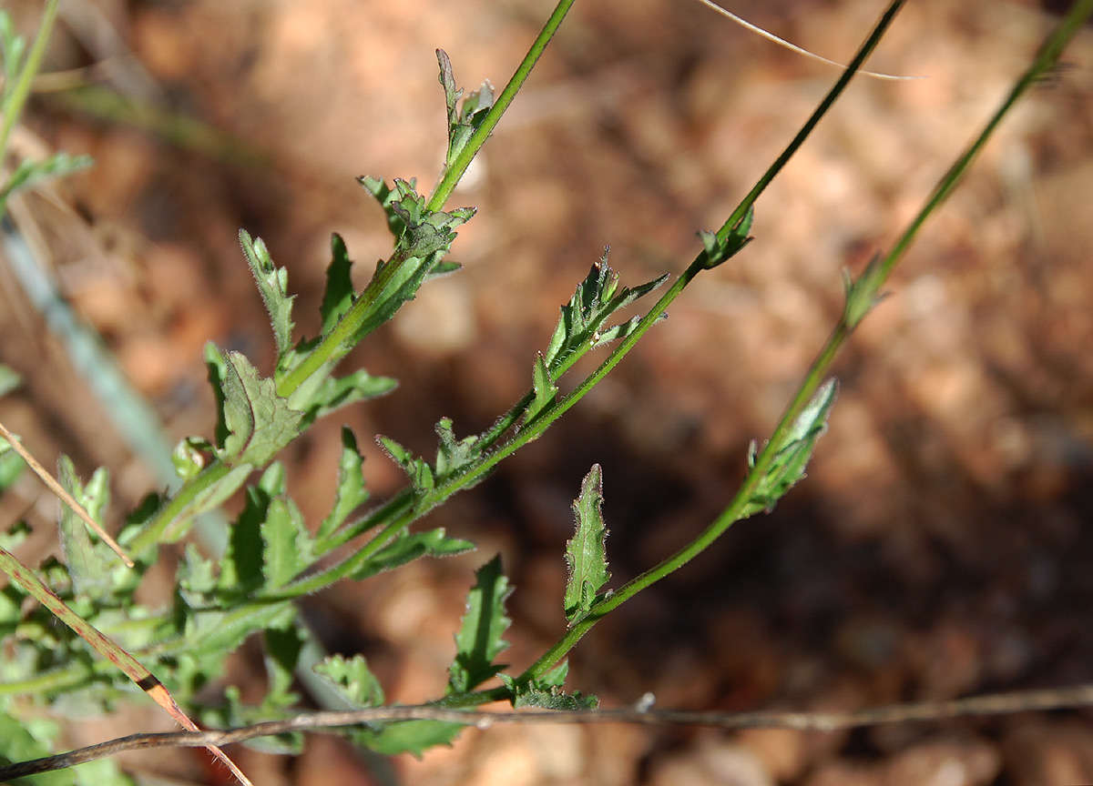 Plancia ëd Lobelia goetzei Diels