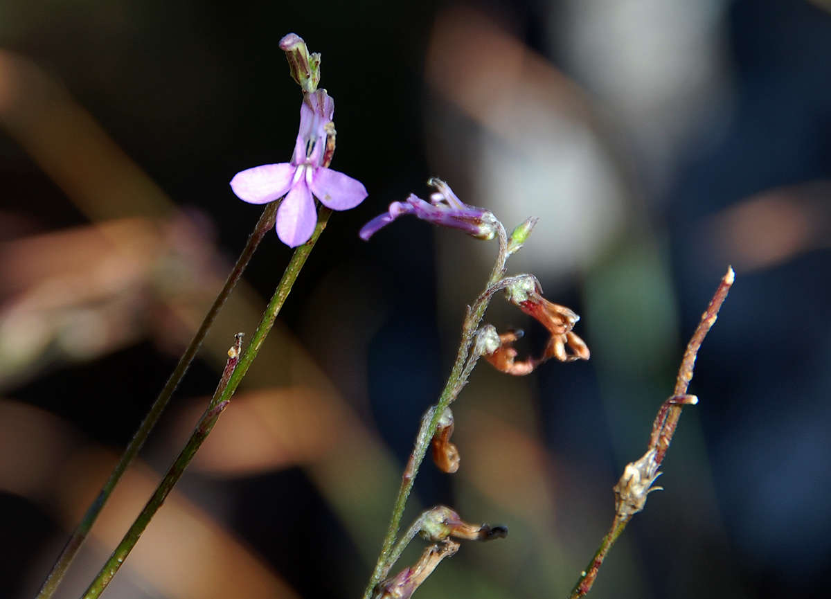 Plancia ëd Lobelia goetzei Diels