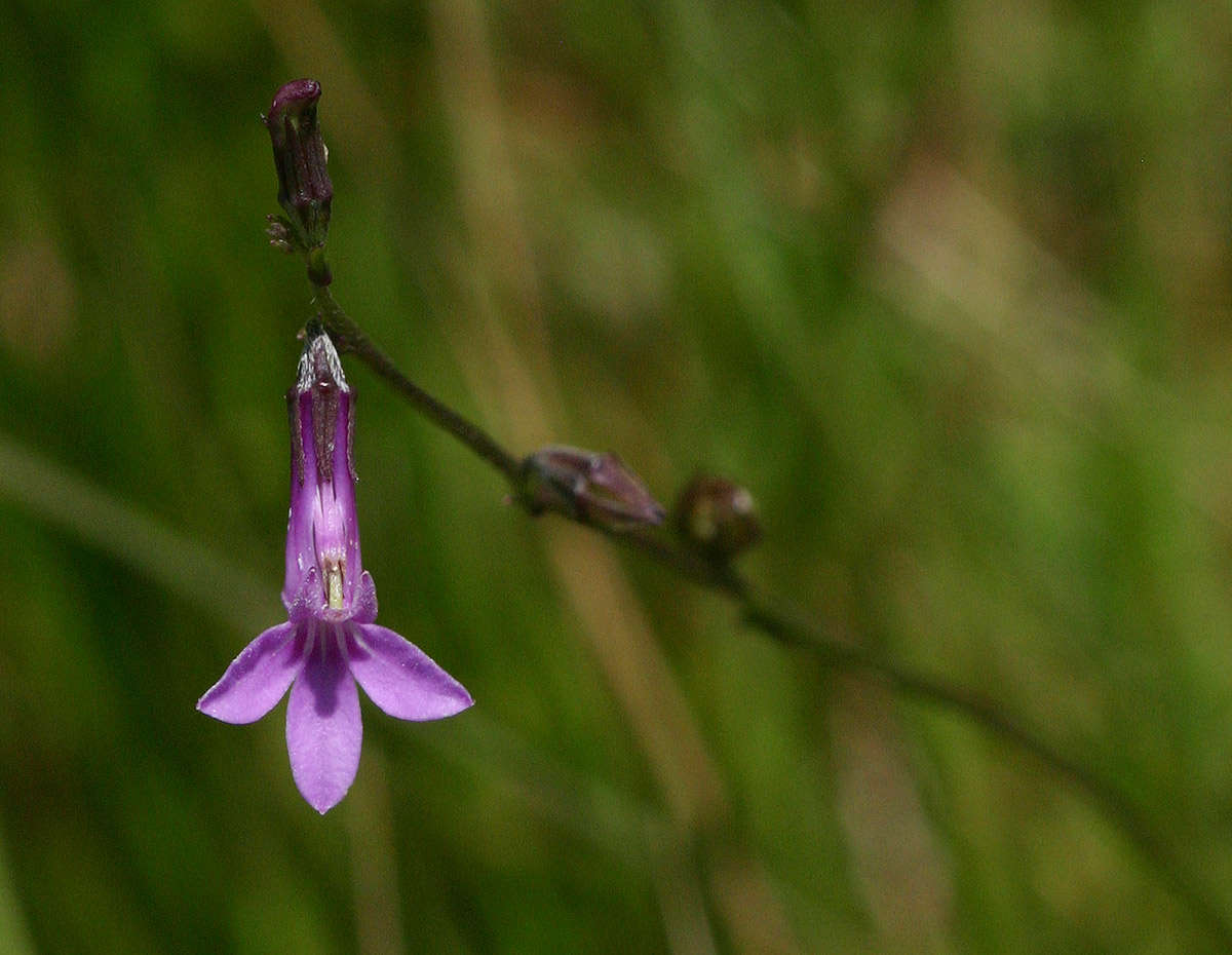 Plancia ëd Lobelia goetzei Diels