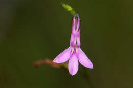 Plancia ëd Lobelia goetzei Diels