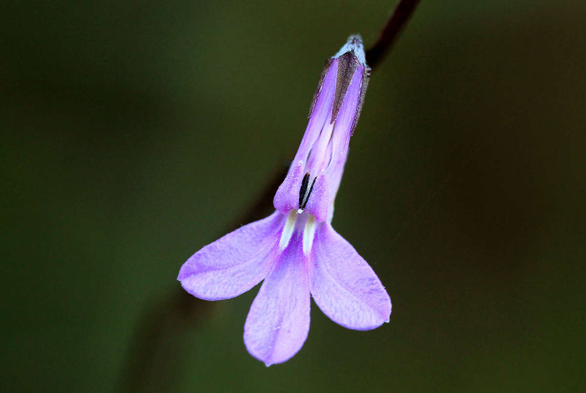 Image of Lobelia goetzei Diels