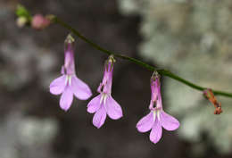 Image of Lobelia goetzei Diels